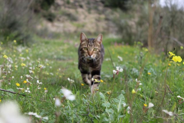 Tabby Cat Walking in Flower-Filled Meadow - Download Free Stock Photos Pikwizard.com