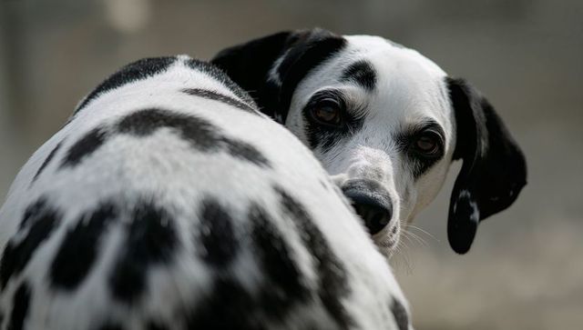 Dalmatian looking over shoulder with soulful gaze and spotted black and white coat