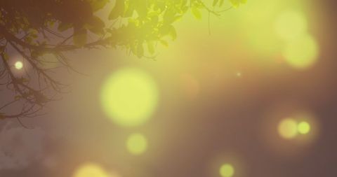 Yellow Light Bokeh with Tree Silhouette for Celebrations - Download Free Stock Images Pikwizard.com