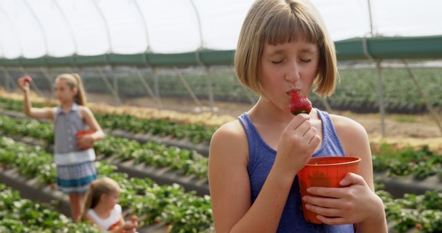 Children visit strawberry farm to pick fresh strawberries in summer activity. They are seen enjoying the fruit and experiencing farming hands-on. Perfect for advertisements about healthy eating, family activities, and farm visits.