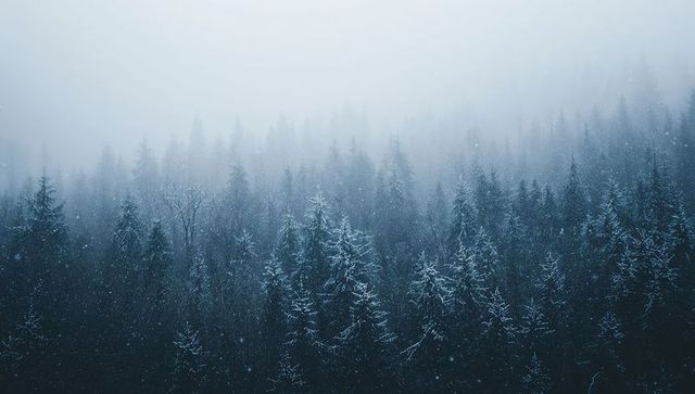 Snow-dusted fir and spruce forest fading into misty fog, layered winter conifer landscape