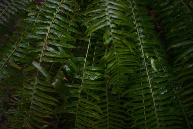 Close-Up of Vibrant Green Fern Leaves - Download Free Stock Photos Pikwizard.com
