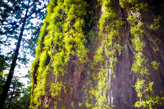Close-up view of vibrant moss thriving on tree trunk in forest, with sunlight filtering through leaves. Ideal for nature-themed projects, environmental concepts, botanical studies, and decoration inspiration related to natural beauty and forest ecosystems.