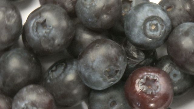 Exhibiting a detailed view of ripe blueberries, showcasing their plump and juicy texture. Perfect for use in projects discussing nutrition, healthy diets, or recipes. Ideal for advertisements related to natural products or eateries promoting fruit dishes.