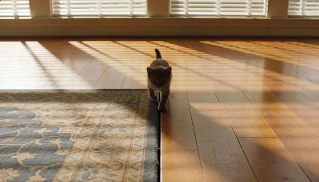 Sunlit tabby kitten walking along rug seam onto hardwood floor with patterned shadows