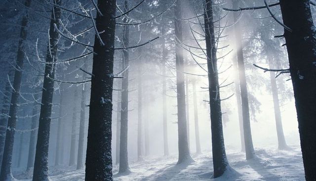 Sunlight streaming through frosted pine forest, misty winter morning with light shafts