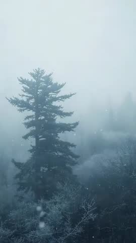 Vertical winter forest video showing lone conifer on frost hill in gentle snowfall
