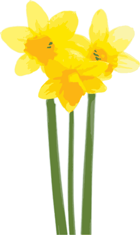 vibrant daffodils illustration on transparent background - Download Free Stock Videos Pikwizard.com