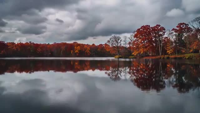 Autumn Trees Reflecting on Tranquil Lake Under Overcast Skies
