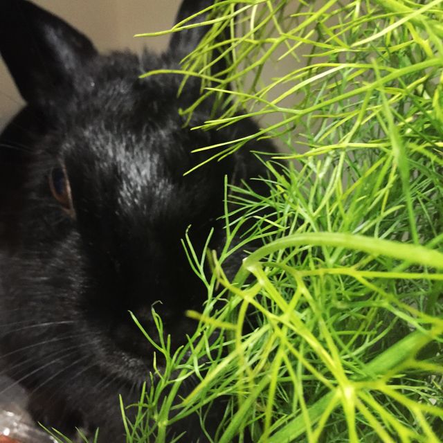 Black rabbit hiding partially behind lush green plant in close-up view, emphasizing contrasts in color. Useful for concepts relating to nature, wildlife, domestic pets, or indoor gardening. Great for pet care blogs, educational material on rabbits, wildlife conservation campaigns, or home decor.