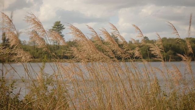 Swaying golden reed grass along lakeshore with calm water, cloudy sky and treeline