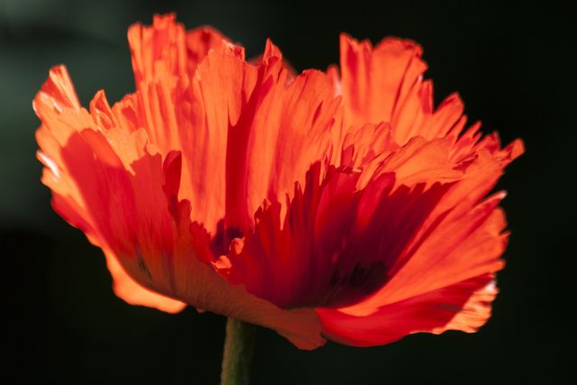Vibrant Red Poppy Flower Blooming in Sunlight - Download Free Stock Photos Pikwizard.com