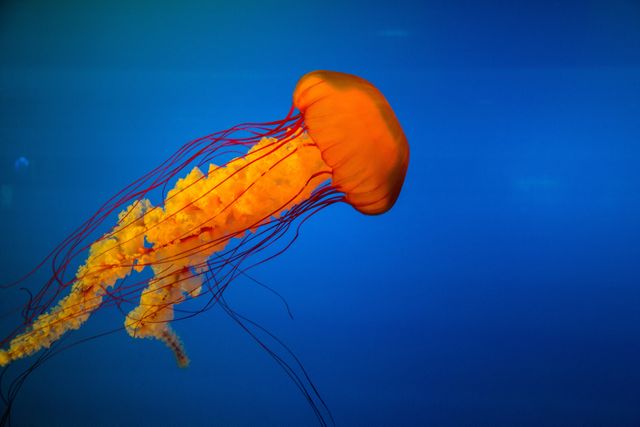Bright Orange Jellyfish Floating in Blue Water - Download Free Stock Photos Pikwizard.com