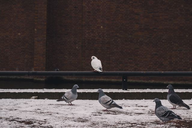 Group of Pigeons on Snowy Ground with White One Standing Out - Download Free Stock Images Pikwizard.com