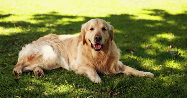 A golden retriever lies contentedly on the grass, basking in the sunlight. Its relaxed posture and happy expression convey a sense of peace and enjoyment in the outdoor setting.