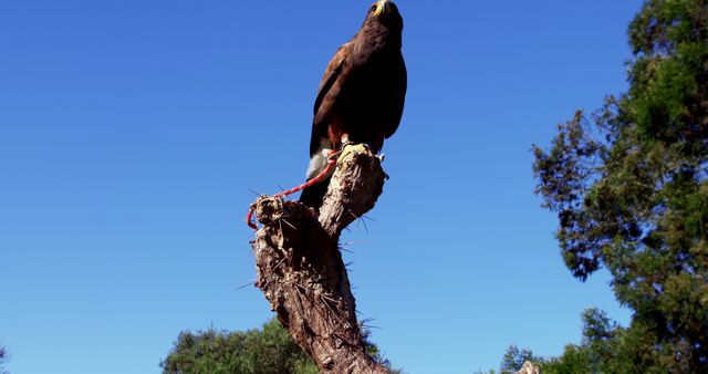 Hawk Perched on Tree Branch Against Clear Blue Sky - Download Free Stock Images Pikwizard.com