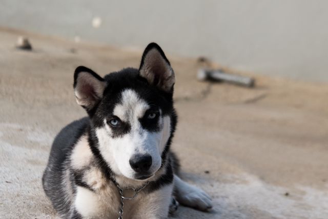 Siberian Husky Puppy Relaxing on Outdoor Pavement - Download Free Stock Photos Pikwizard.com