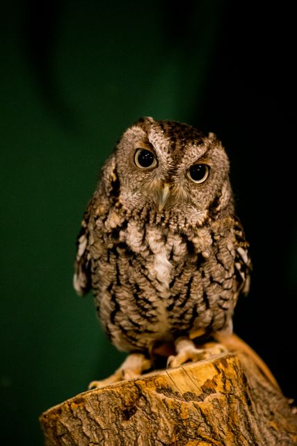 Close-up of an Eastern Screech Owl perching on a tree trunk. Showcases intricate feather details and large, piercing eyes. Ideal for themes about wildlife, nature observation, wildlife photography, and educational purposes.