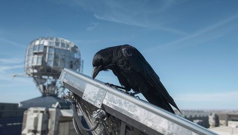 Perching black crow inspecting metal rooftop panel with radome, braided cable, city skyline