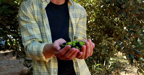 Farmer Holding Fresh Olives in Olive Grove