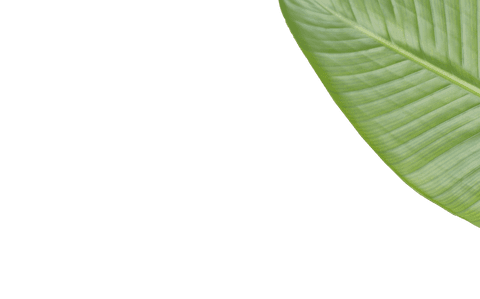 bright green leaf on transparent background ideal for nature designs - Download Free Stock Videos Pikwizard.com