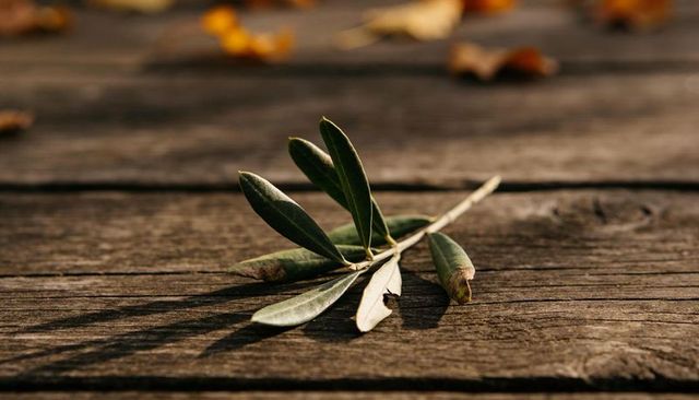 Olive Twig Resting on Weathered Wood Planks Casting Soft Golden Hour Shadow