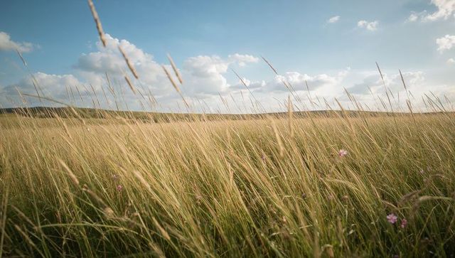 Sunlit prairie grasses swaying in summer breeze with wildflowers under cumulus sky