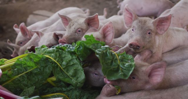 Close up of herd of pigs eating on farm - Download Free Stock Photos Pikwizard.com
