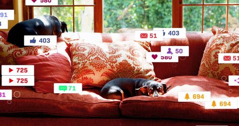 Social media influencer concept with dogs on couch