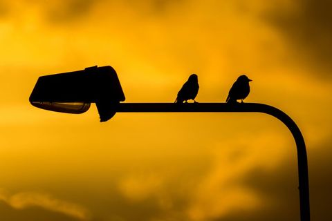 Birds perching on streetlamp silhouette against golden sunset sky