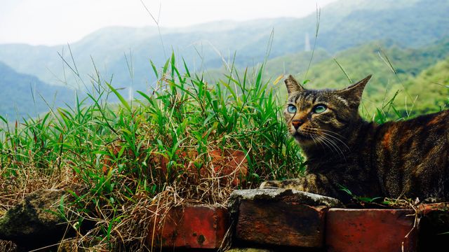 Beautiful striped cat with thoughtful expression resting among grass and stone structures within a scenic mountain landscape. Ideal for use in nature blogs, animal care advertisements, and countryside lifestyle promotions emphasizing tranquility and connection with animals and nature.