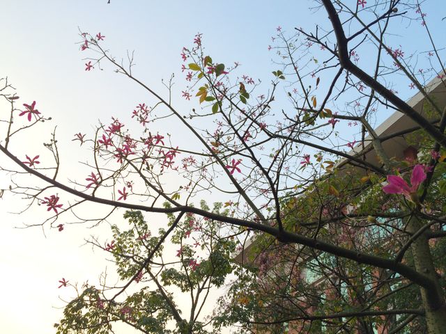 Branches of a tree adorned with cherry blossoms in full bloom against a clear sky. Suitable for use in spring-themed content, nature photography collections, environmental education resources, greeting cards, and backgrounds for websites or presentations emphasizing natural beauty and tranquility.