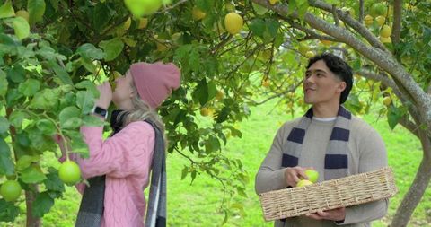Cozy diverse couple picking orchard fruit with basket and scarves during autumn harvest