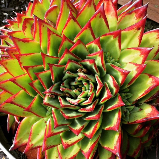 Perfect for gardening blogs, botanical posters, eco-friendly products, and educational materials on plant species. Can also be used in horticulture magazines or websites to highlight exotic succulent varieties.