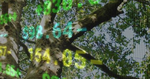 Neon digits overlaying sunlit birch trunk and green canopy, eco data and nature technology concept