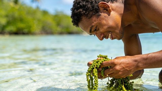 Shirtless man foraging green sea grapes in tropical lagoon, hand harvesting in clear water