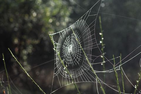 Spider web glowing with dew in soft morning light among delicate green stems