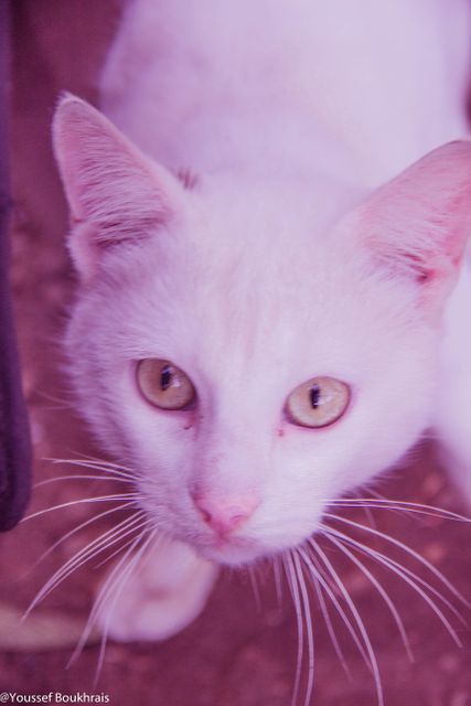 White cat with sharp eyes staring intently. Ideal for pet-related content, blogs about animals, or home decor items featuring cats. The stunning close-up shot paired with the pink color tones creates a soft, ethereal effect, making it suitable for artistic features or promotional material emphasizing calmness and elegance.