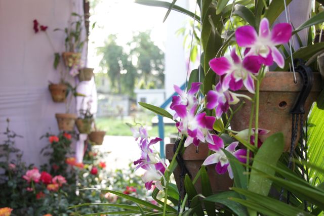Beautiful Garden Orchids in Sunlight - Download Free Stock Photos Pikwizard.com