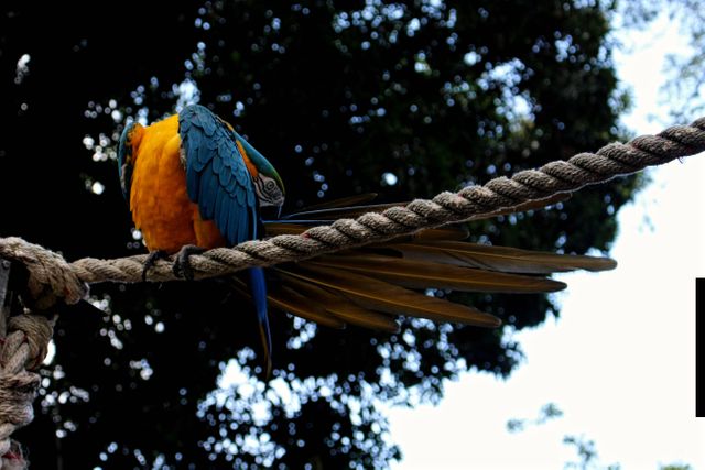 A colorful parrot, specifically a Macaw, with vibrant blue and yellow feathers, perched on a rope in an outdoor setting. The background features lush, dense foliage, hinting at a jungle or rainforest environment. This image can be used in blogs about wildlife, tropical birds, nature, exotic pets, or environmental conservation.
