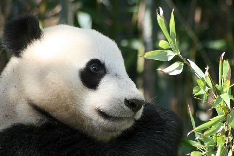 Close-Up of Giant Panda Among Green Foliage