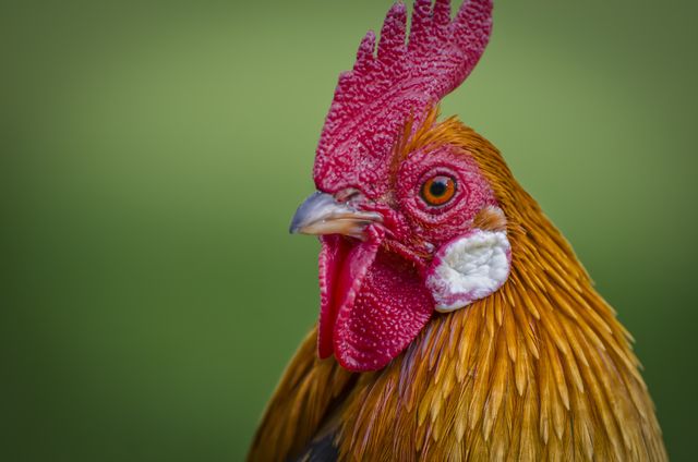 Close-up shows a rooster with vibrant red comb and wattles against blurred green background. Ideal for agriculture blogs, farm animal feature articles, educational materials, or poultry-related advertising.