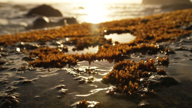 Depicts dry moss on wet sand at a beach during a beautiful sunset, emphasizing nature's tranquility and beauty. Versatile use in projects related to nature, travel, coastal ecosystems, or relaxation. Ideal for backgrounds or headers in digital content aiming to convey serene seascapes.