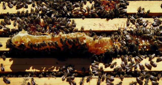 Honeycomb in beehive with busy bees collecting nectar - Download Free Stock Images Pikwizard.com