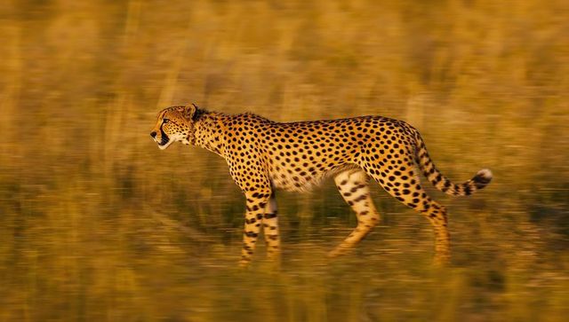 Graceful cheetah traversing golden savanna at sunset