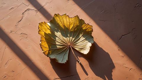 Dried palm leaf on terracotta surface with diagonal shadows