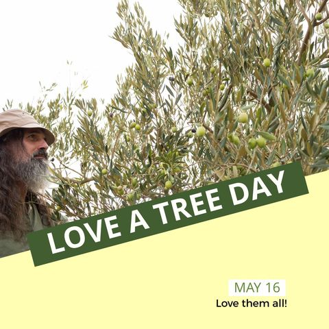 Celebrating Love a Tree Day with Senior Man in Olive Orchard - Download Free Stock Templates Pikwizard.com
