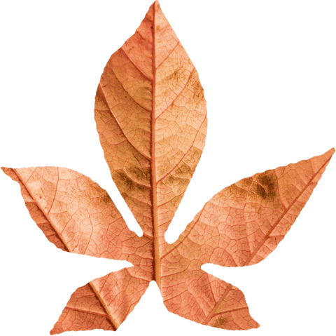 close-up of transparent brown autumn leaf overlay - Download Free Stock Videos Pikwizard.com