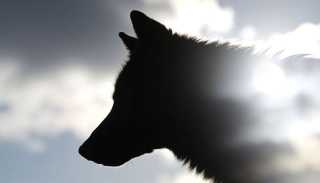 Rimlit wolf-like dog silhouette facing left with sun flare and dramatic cloud sky