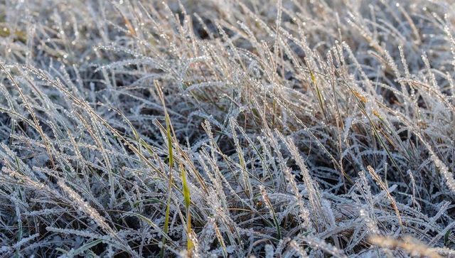 Glittering frost on grass blades at sunrise with dew crystals and sparkling texture